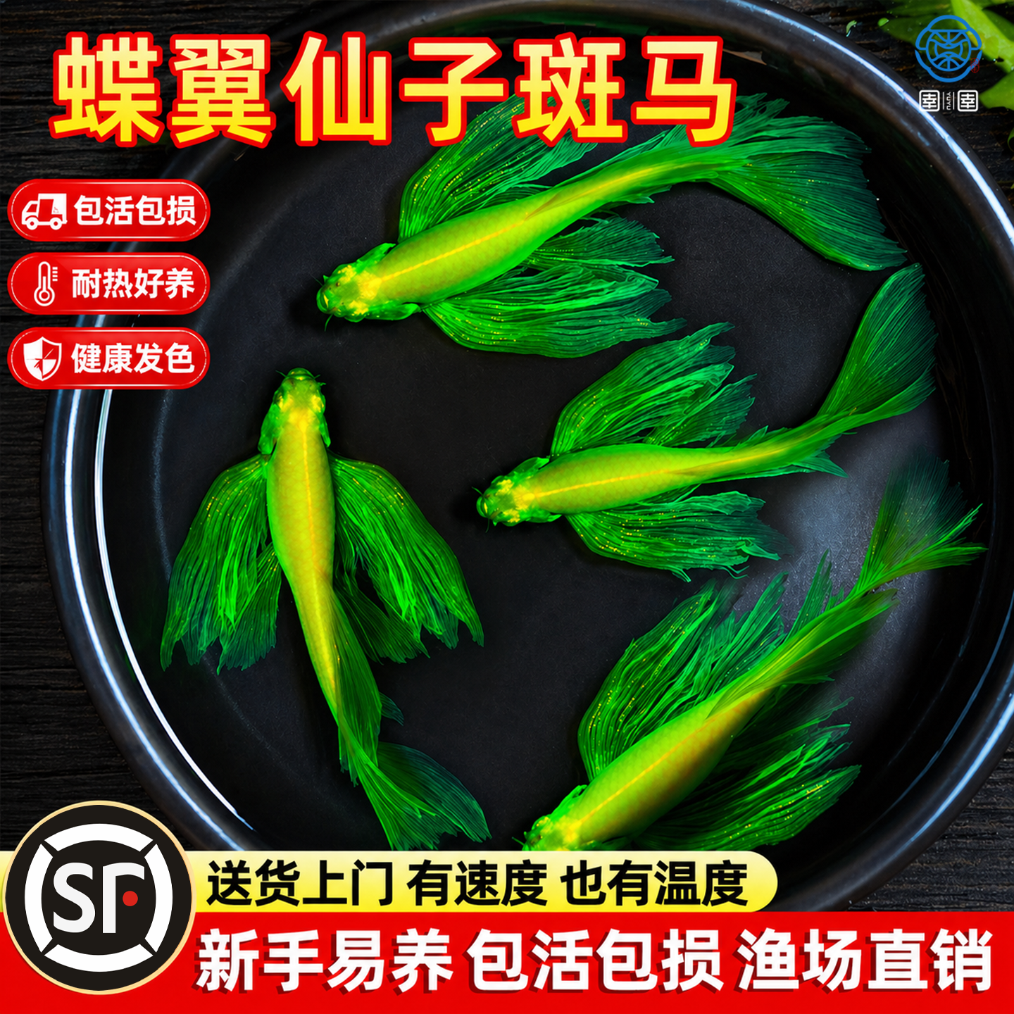 蝶翼斑马鱼热带小型观赏鱼淡水冷水鱼孔雀鱼灯科鱼耐寒好养活体鱼
