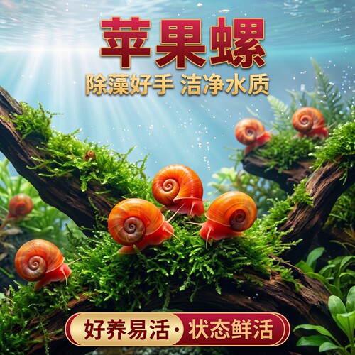 苹果螺鱼缸除藻螺迷你观赏螺蜗牛喂龟工具螺水草缸清理残食清洁螺