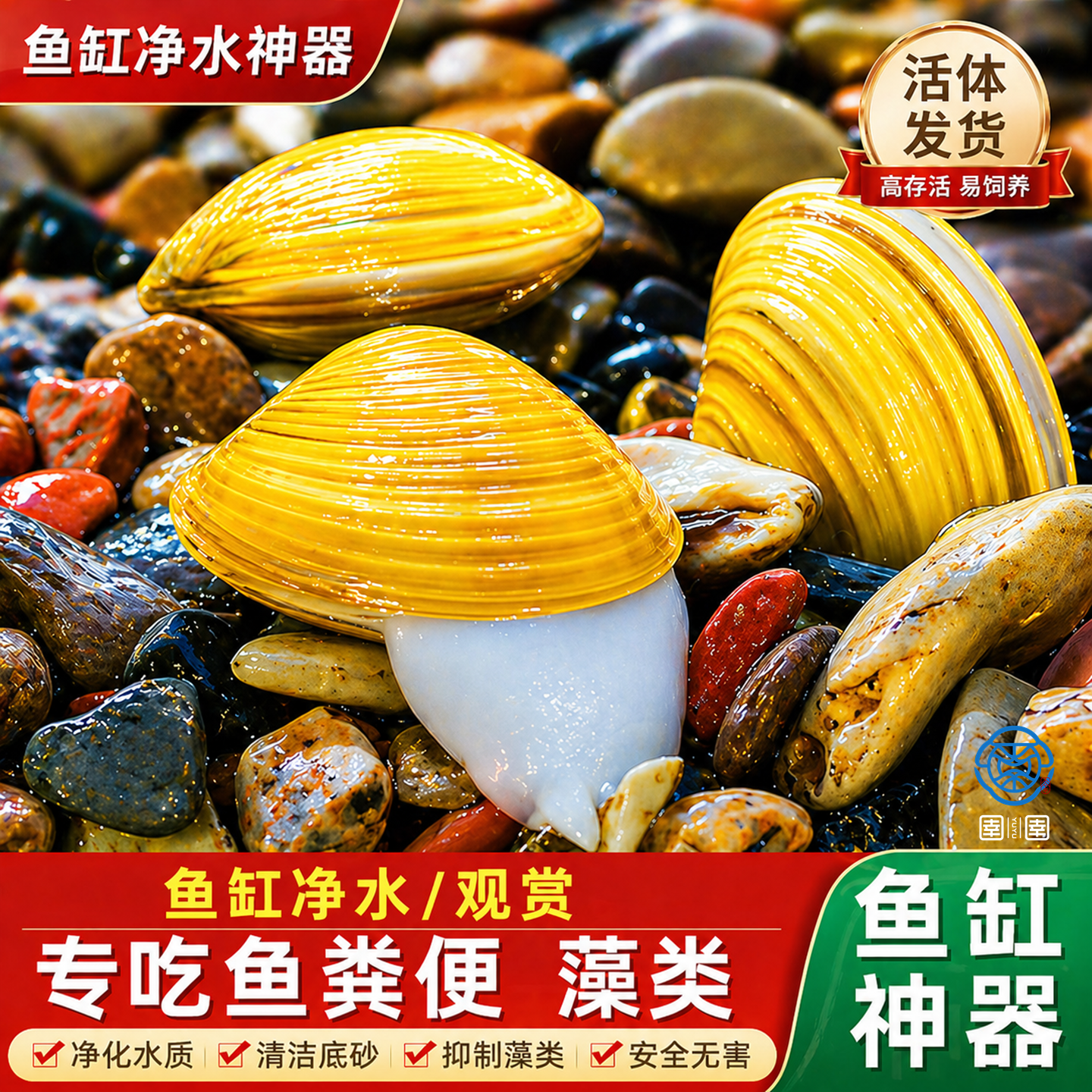 黄金蚬专吃鱼屎粪便净水河蚌冷水清道夫淡水观赏鱼清洁工具观赏螺
