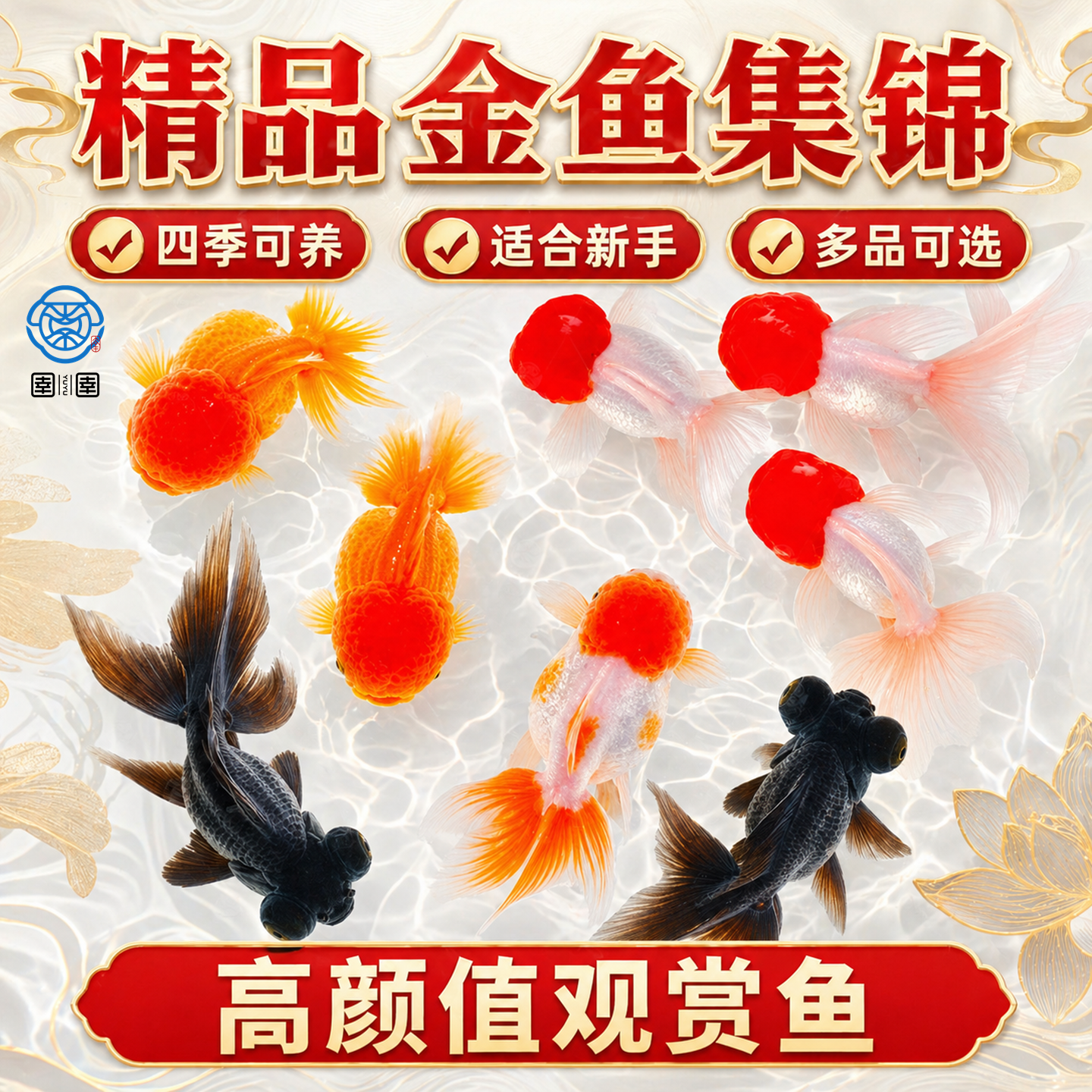 金鱼活鱼锦鲤观赏鱼自来水可养耐活冷水鱼狮子头淡水活体练手小鱼