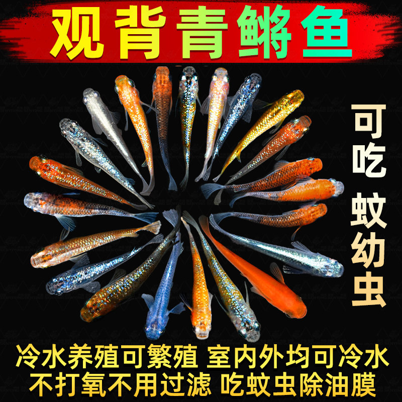 观背青鳉观赏鱼魔法鱼青锵鱼食蚊鱼小型冷水淡水鱼不打氧好养耐活