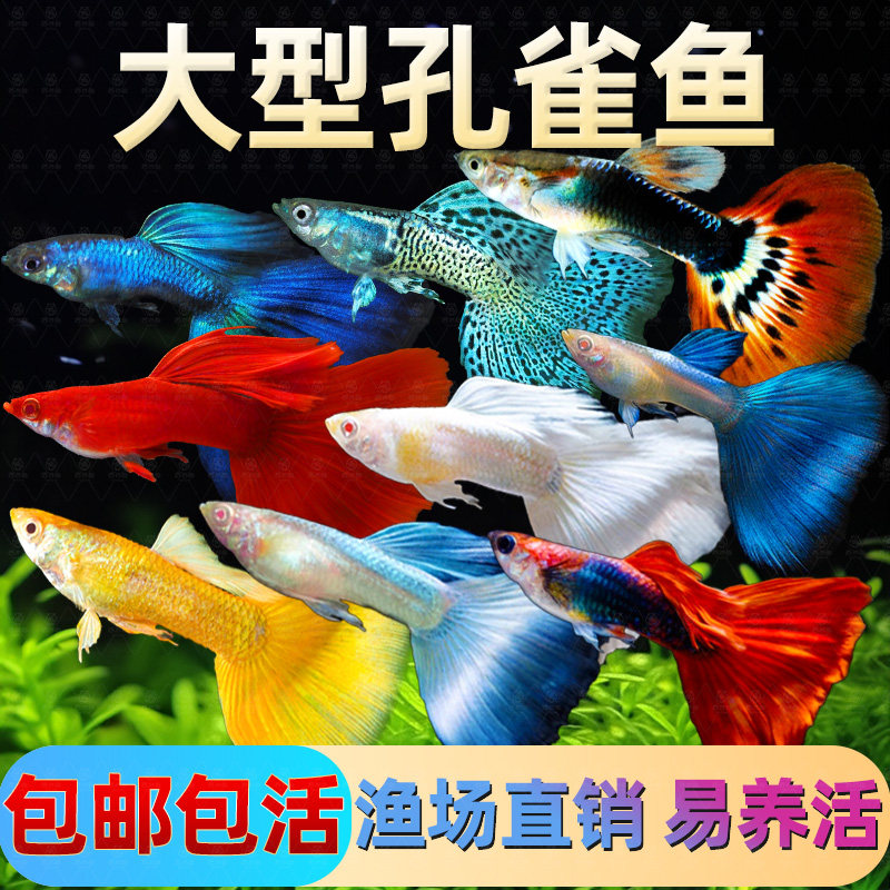 精品孔雀鱼热带纯种活鱼苗淡水小型好养易观赏鱼胎生凤尾鱼灯科鱼