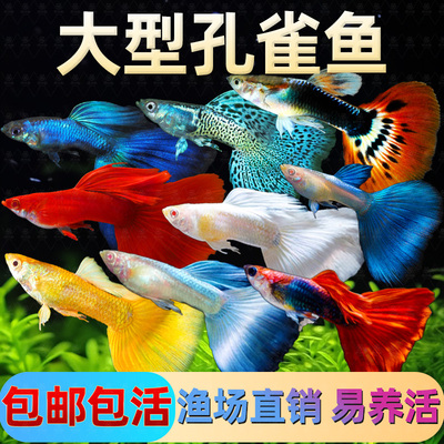 孔雀鱼热带观赏活体纯种小型凤尾