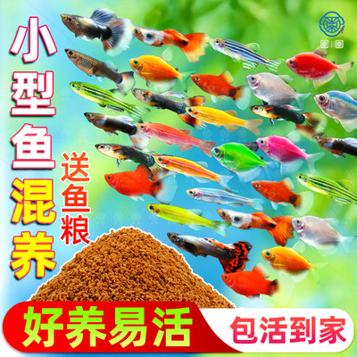 小型热带观赏鱼孔雀鱼凤尾天使斑马活体淡水鱼易繁殖好养耐活金鱼