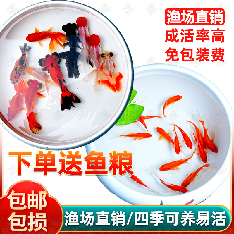 包活金鱼活鱼观赏鱼草金鱼小金鱼苗小型淡水冷水鱼好养耐活闯缸鱼