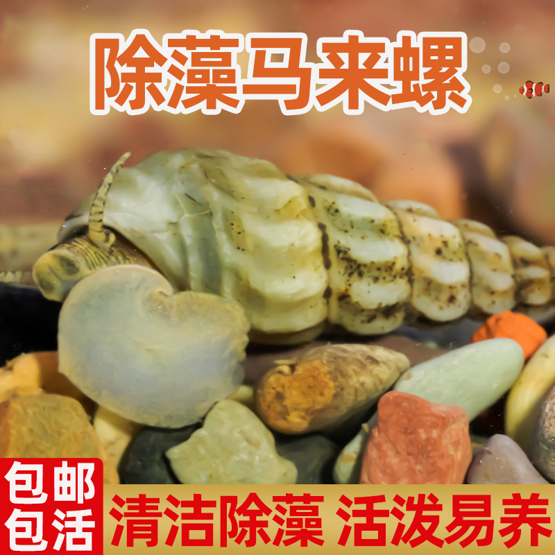 马来螺黄金观赏清洁鱼缸粪便杂质