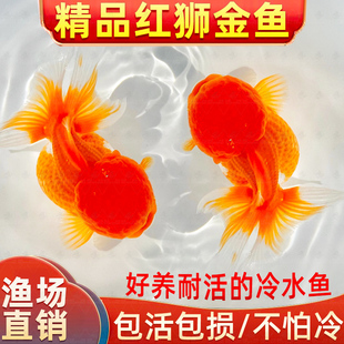 红狮金鱼国师鱼冷水鱼金鱼活鱼淡水锦鲤活体好养耐活不加温观赏鱼