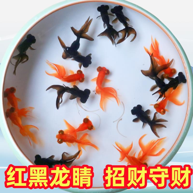 黑红龙睛好养易活金鱼活鱼草金鱼活体小型冷水淡水观赏鱼龙鱼活体