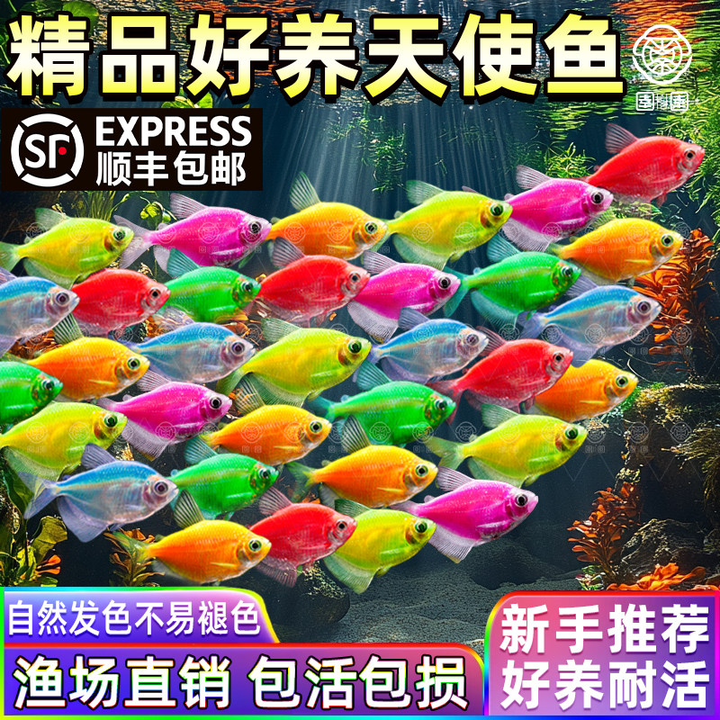 天使鱼观赏鱼活鱼大号群游活体斑马孔雀热带鱼小型鱼淡水好养耐活