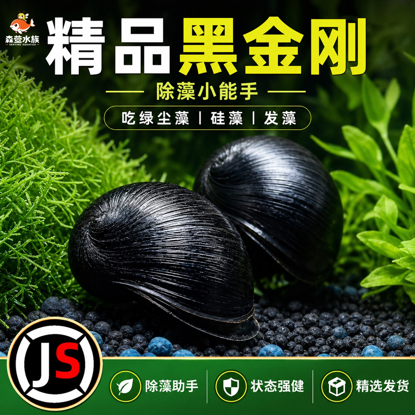 黑金刚螺除藻工具螺鱼缸龟缸除藻苹果螺斑马螺淡水观赏螺不吃水草