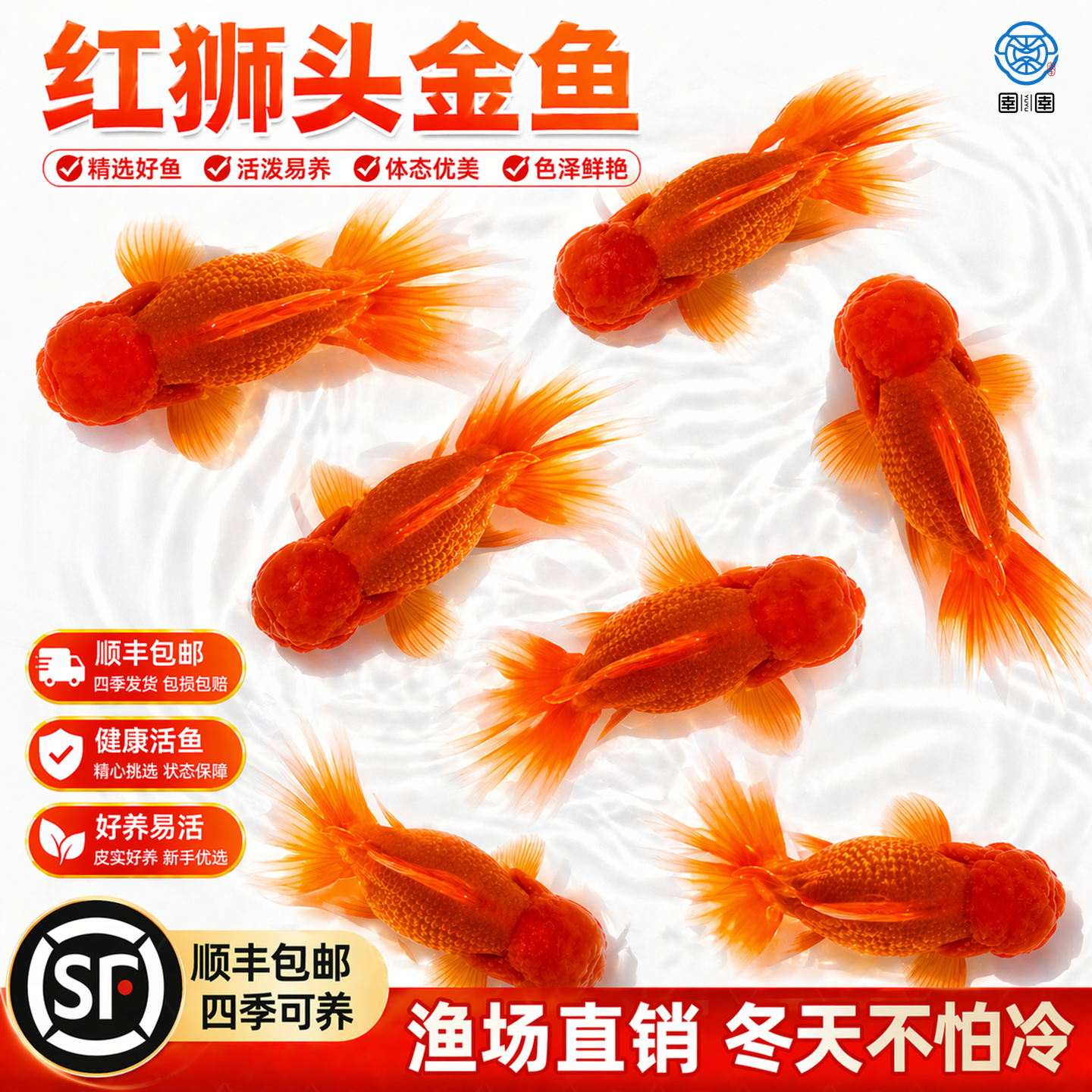 红狮金鱼活鱼观赏鱼国师鱼小型冷水淡水鱼不加温锦鲤好养耐活鱼苗