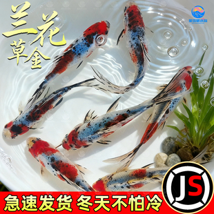 兰花草金锦鲫长尾观赏鱼五花色金鱼冷水鱼好养耐活耐寒易存活鱼苗