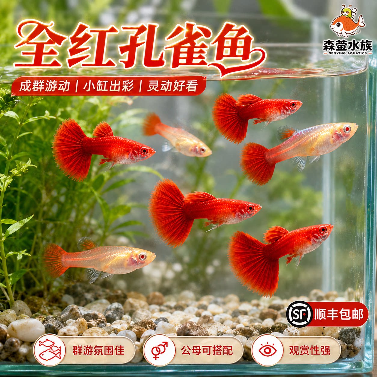 全红孔雀鱼热带观赏鱼活体小型纯种大尾凤尾鱼淡水好养耐活易繁殖