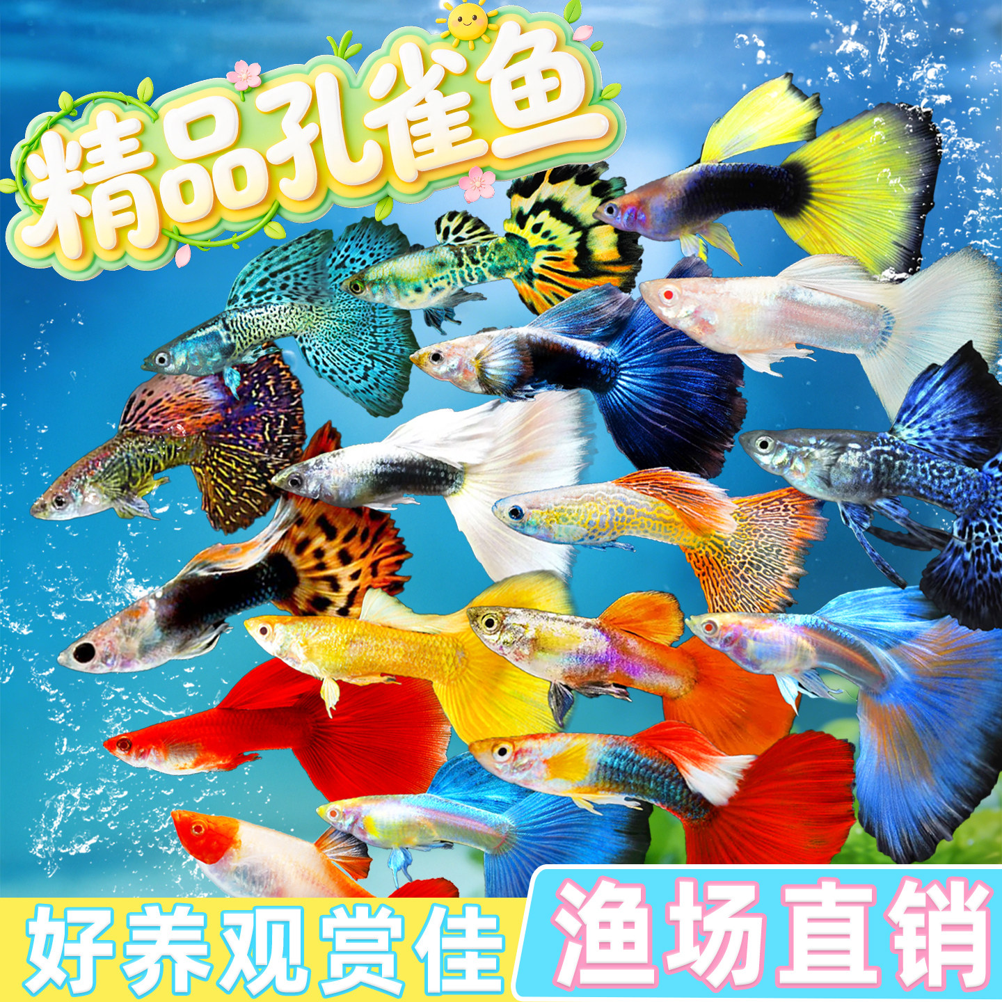 孔雀鱼凤尾淡水易繁殖耐活体好养纯种灯科小型热带斑马鱼观赏鱼苗