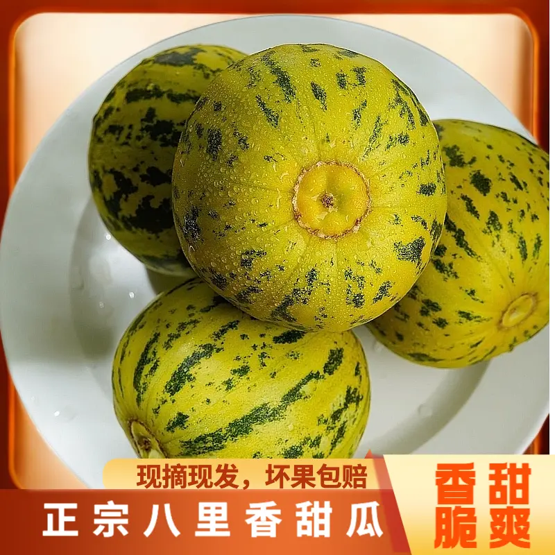 【现摘现发】正宗八里香香瓜脆甜多汁甜瓜新鲜现摘应季时令水果y