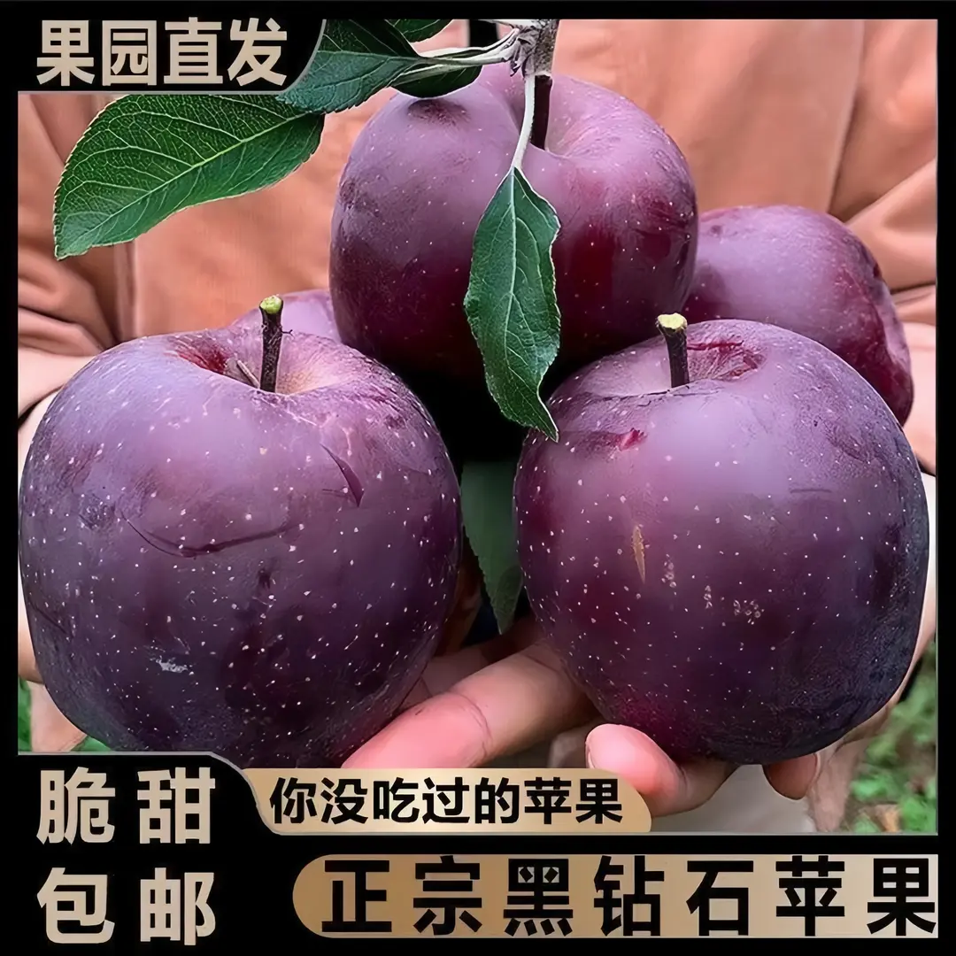 【果农直销】正宗云南黑卡苹果黑钻苹果昭通苹果香甜新鲜糖心/b