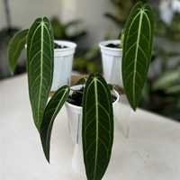 花之旅花卉火鶴后花燭熱帶稀B有觀葉植物室內(nèi)好養(yǎng)綠植盆栽