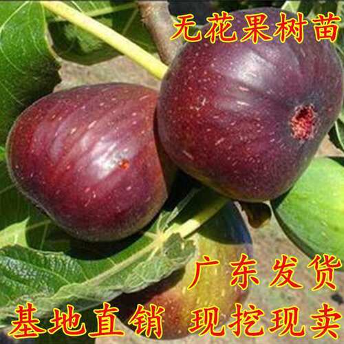 无花果树苗盆栽地栽无花果苗南北方种植青皮红心无花果苗当年结果