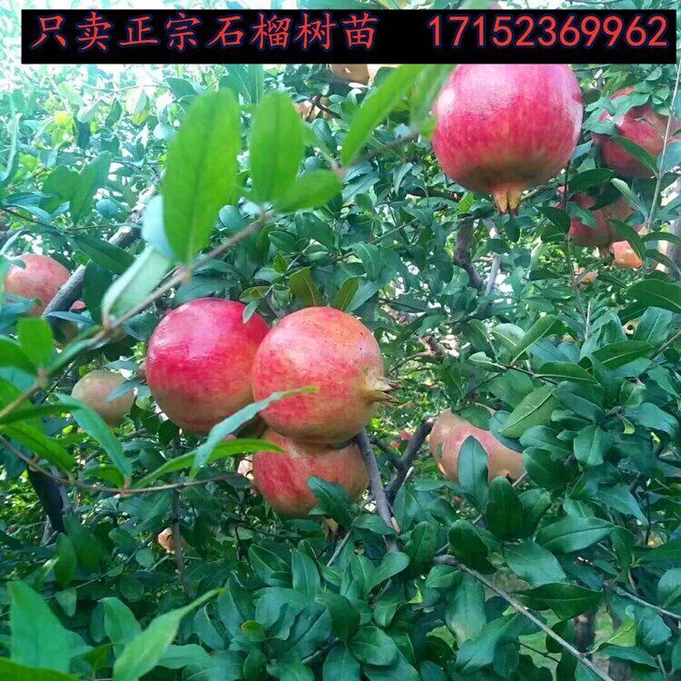 石榴树树苗特大庭院果树盆栽软子嫁接苗会理突尼斯软籽石榴树树苗