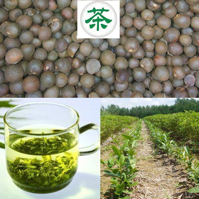 绿茶种子 黑茶种子 茶树种子 茶叶种子茶树籽绿茶籽 大红油茶种子