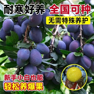 西梅树树苗盆栽室内外庭院果树果苗南方北方四季种植耐寒水果树苗