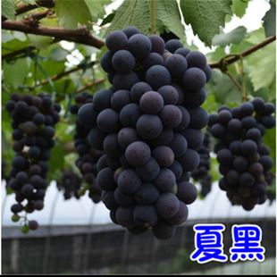 夏黑葡萄树苗当年结果庭院爬藤果树苗盆栽地栽苗南方北方种植苗