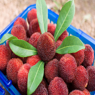 浙江深红杨梅苗特大特晚熟嫁接杨梅苗杨梅树苗南方北方种植