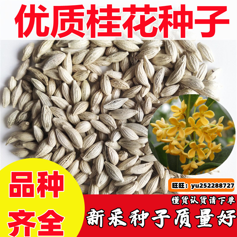 桂花种子四季浓香型桂花树种籽室内阳台易种绿化办公室盆栽花卉籽