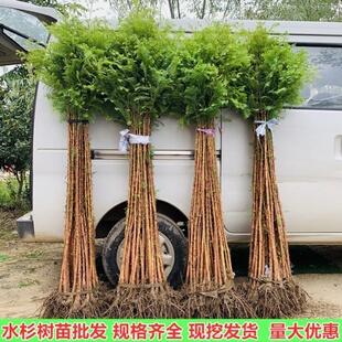 水杉树苗杉树苗绿叶杉树苗水杉苗南北方树苗水杉苗绿叶水杉树苗