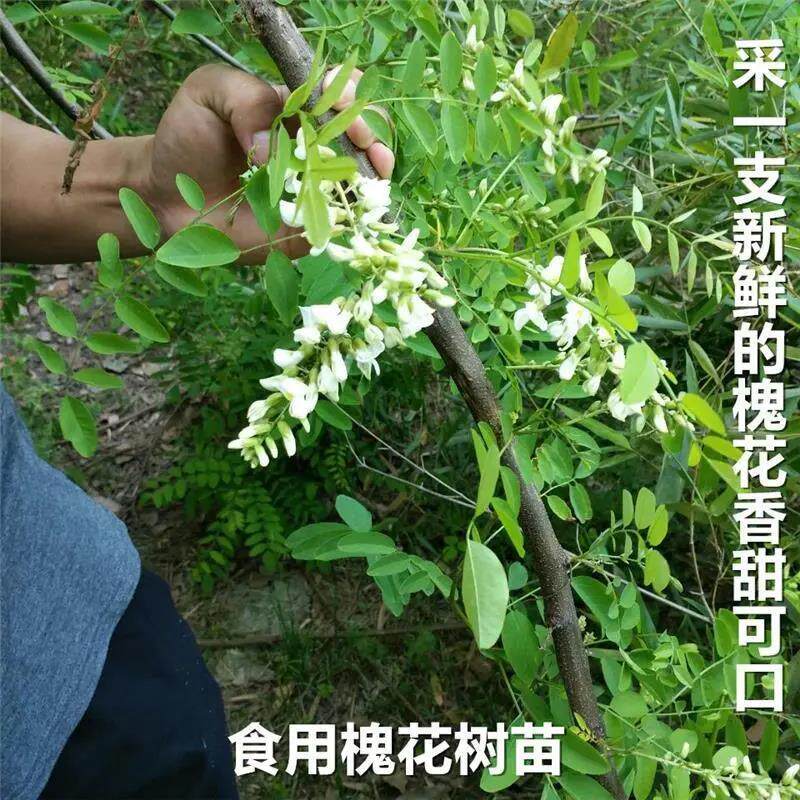 庭院植物洋槐树苗 洋槐花树苗 刺槐树白花槐树苗槐树花可以食用