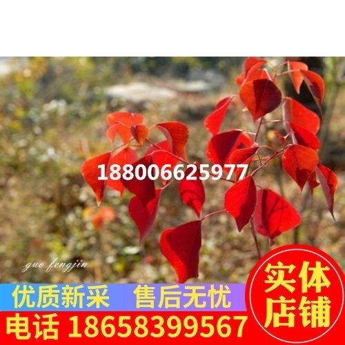 新采红叶乌桕种子 漆树橡树 红叶榉树 红花七叶树 红橡树大木漆树