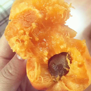 杏子苗树荷兰香蜜杏嫁接特大大黄杏新品种南方北方地栽盆栽果树苗