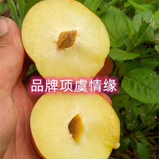 耐寒李树果苗树苗嫁接大红袍李子苗离核脆甜晚熟李苗南方北方种植