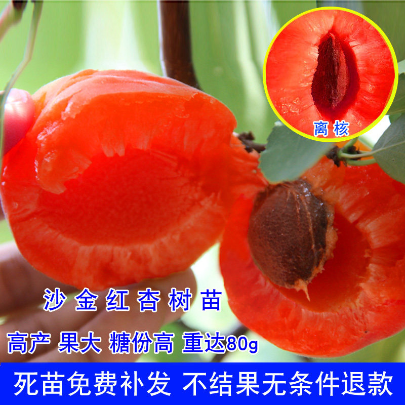 嫁接杏树苗杏子树苗大黄杏苗沙金红杏果树苗南方北方地栽当年结果