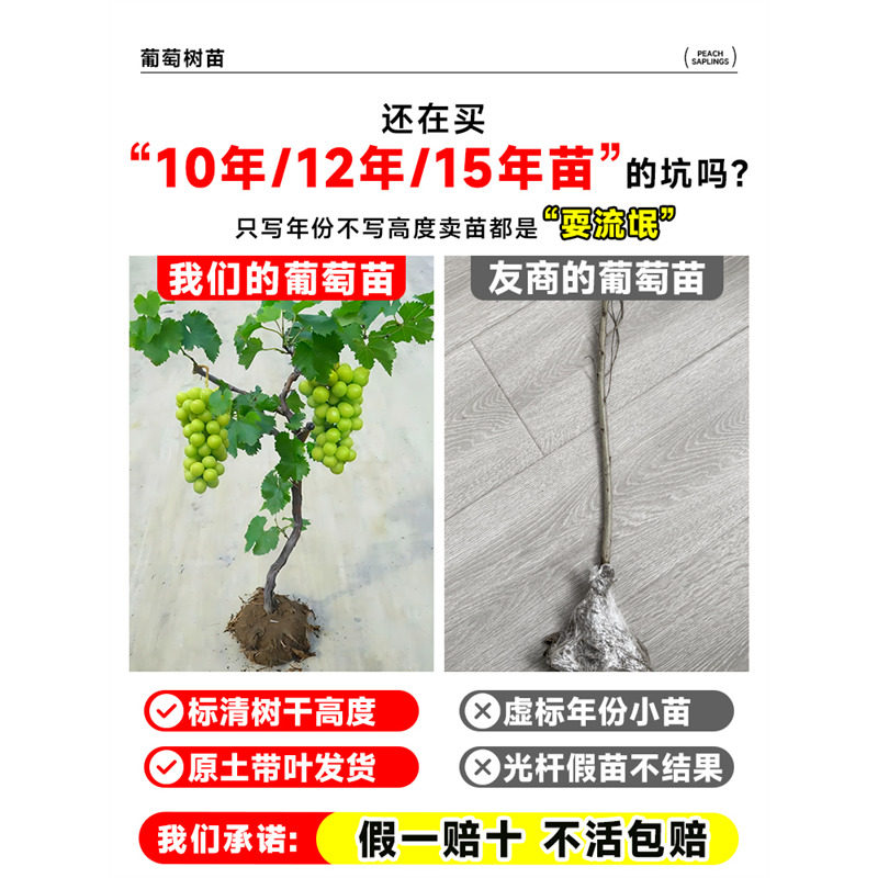 葡萄树苖阳光玫瑰果树果苗盆栽晴王南方种植巨峰无籽提子藤苗老桩