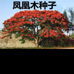 新采 凤凰木种子 红花楹树种子火树金凤花 蓝花楹种子 凤凰树种子