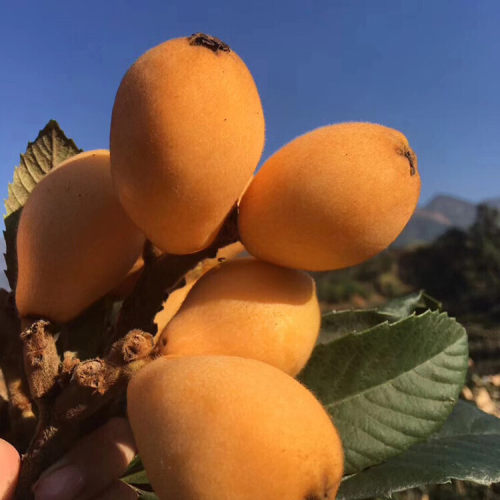 正宗早钟6号枇杷苗早熟枇杷树苗果大核小南北种植嫁接枇杷果树苗
