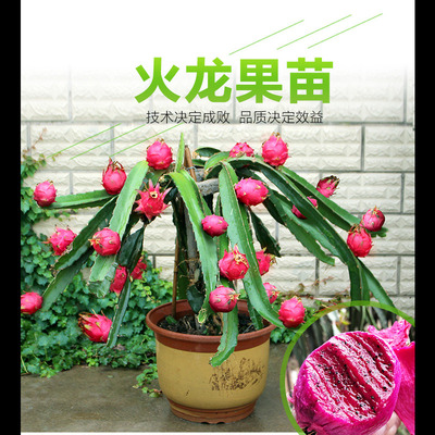 红心火龙果苗盆栽黄肉地栽庭院阳台南方北方种植果树苗当年结果