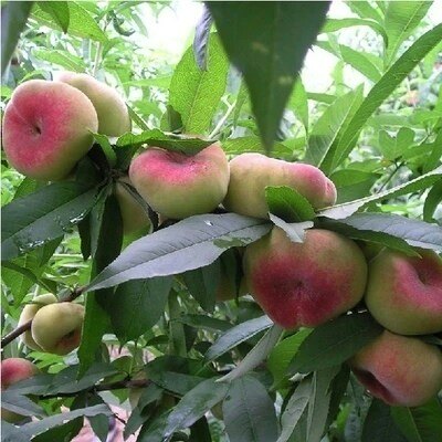 桃树苗 嫁接蟠桃树 美国红蟠 早油蟠桃 当年结果早熟晚熟品种试种