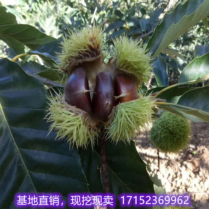 板栗苗云南板粟树苗嫁接板栗苗风粟毛粟子树苗粉栗果树苗板粟树苗