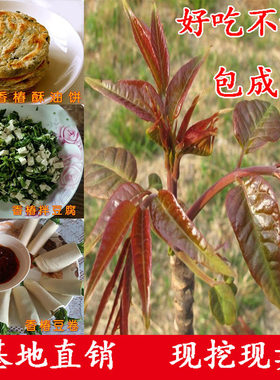 食用香椿树苗红油绿油香椿苗树盆