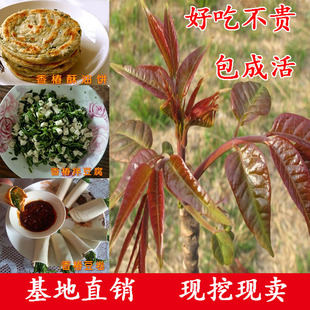 食用香椿树苗红油绿油香椿苗树盆栽地栽南北方种植庭院水果树果苗
