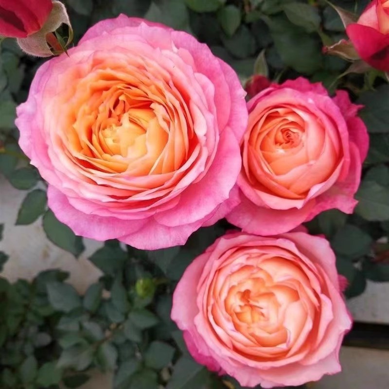 大花美人月季花苗盆栽爬藤四季开花藤本植物树苗玫瑰花卉绿植小苗