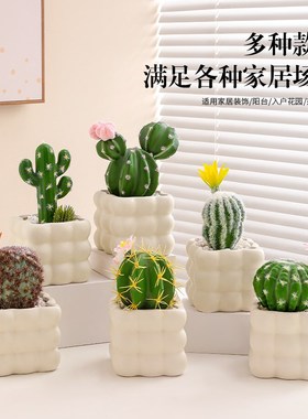 海贝海仙人掌盆栽多肉植物仙人球盆栽室内假花办公室桌面装饰摆件