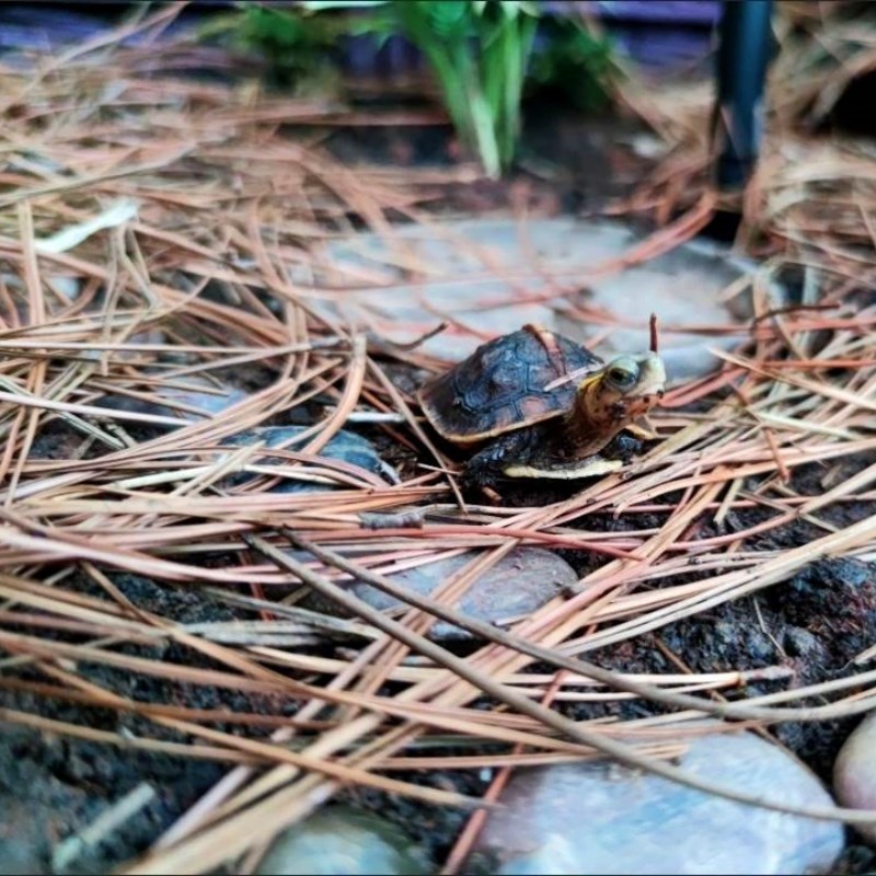 黄缘龟造景松针垫材 安缘龟生态环境松针龙眼叶饲养环境装饰材料