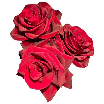 高原红月季花四季浓香灌木大花苗阳台盆栽庭院地栽切花玫瑰花欧月