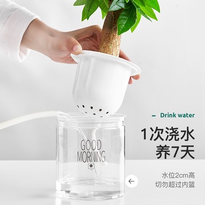 发财树富贵竹办公室内常青好养水培植物净化空气绿植南洋杉小盆栽