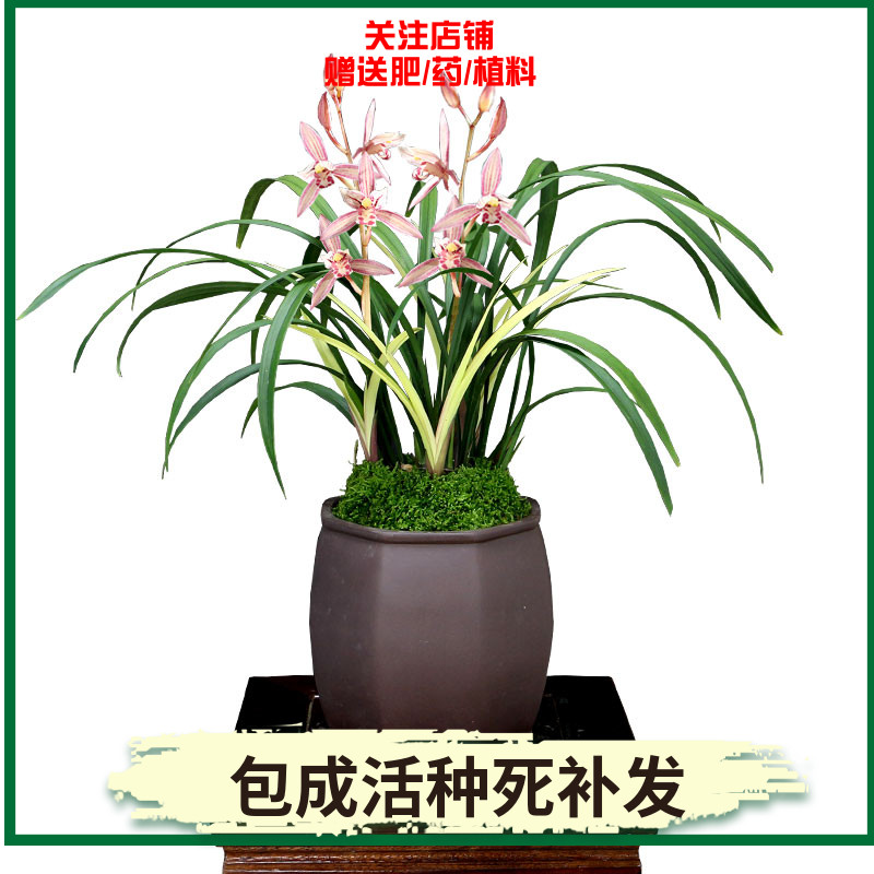 翁源兰花建兰铭品市长红带先明艺草红花好养室内阳台花卉绿植盆栽