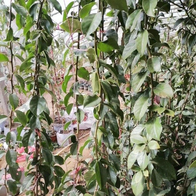 叶仙带根木麒麟嫁接蟹爪兰仙人球叶仙人指假昙花万能砧木嫁接神木