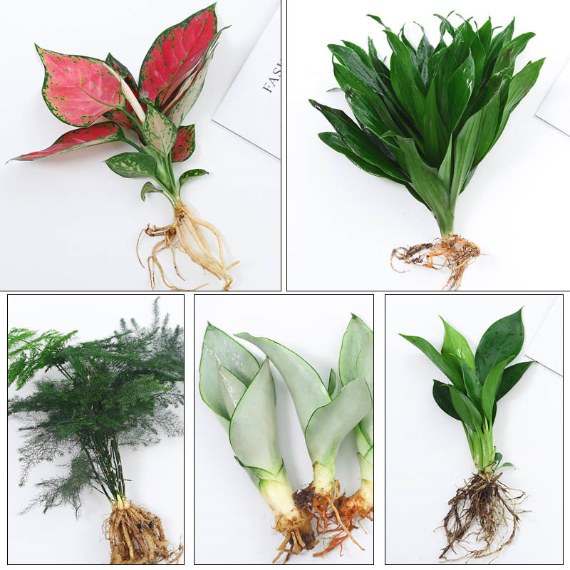 水培植物绿植室内水养绿萝花卉盆栽吉利红四季水生好养富贵竹竹柏